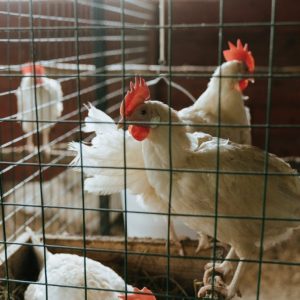 التحكم فى عنابر الدواجن